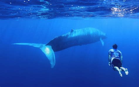 cá voi xanh dài bao nhiêu mét